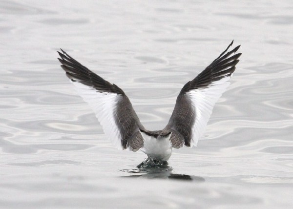 Sabine's Gull